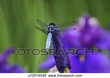 Dragonfly on iris View Large Photo Image Stock Photo - Dragonfly on iris. Fotosearch