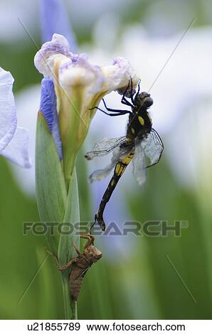 Stock Photo - Dragonfly on iris. Fotosearch