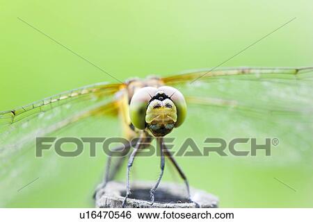 Stock Photograph - Dragonfly (Sympetrum infuscatum). Fotosearch