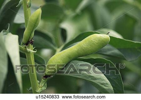 Fava Bean View Large Photo Image Stock Image - Fava Bean. Fotosearch
