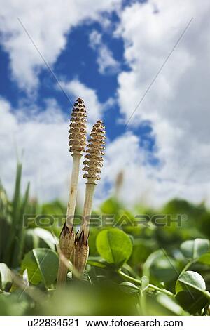 Field Horsetail View Large Photo Image Stock Image - Field Horsetail. Fotosearch