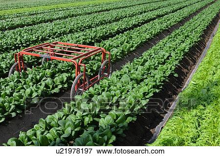 Stock Photo - Field of Japanese Mustard Spinach Field. Fotosearch