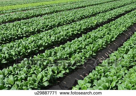 Field of Japanese Mustard Spinach View Large Photo Image Stock Image - Field of Japanese Mustard Spinach. Fotosearch