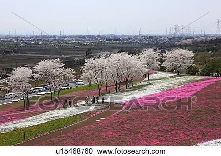 Stock Image - Field of Moss Pink. Fotosearch