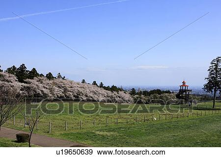 Stock Photo - Fields and Cherry Blossom Trees. Fotosearch