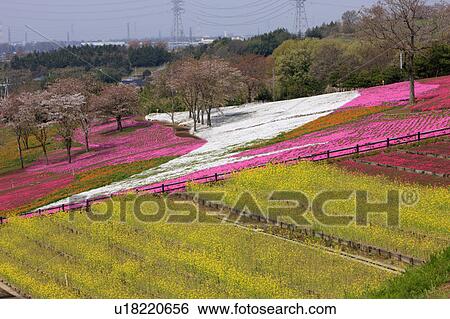 Stock Photograph - Fields of Flowers. Fotosearch