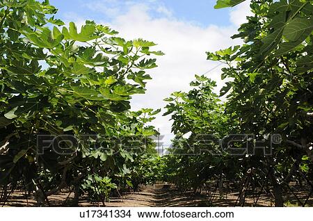 Picture - Fig tree orchard, Hyogo Prefecture, Japan. Fotosearch
