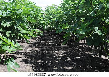 Stock Photo - Fig tree orchard, Hyogo Prefecture, Japan. Fotosearch