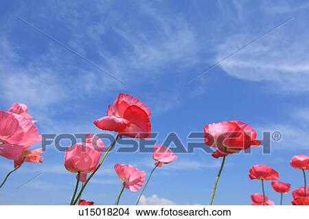 Picture - Flanders Poppies. Fotosearch