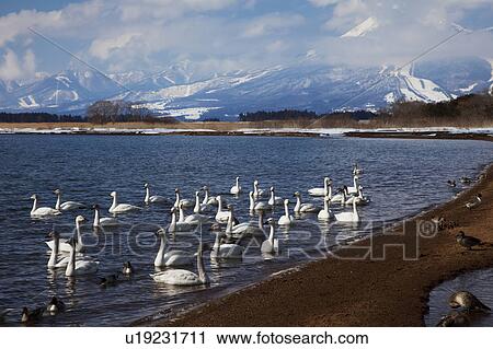 Flock of Swans at Lake Inawashiro View Large Photo Image Stock Image - Flock of Swans at Lake Inawashiro. Fotosearch