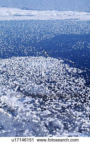 Flower Frost on Kussharo lake, Hokkaido Prefecture, Japan View Large Photo Image Stock Image - Flower Frost on Kussharo lake, Hokkaido Prefecture, Japan. Fotosearch