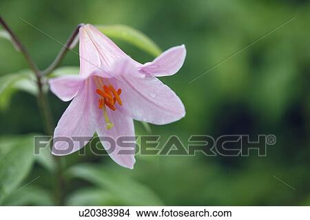 Picture - Flower. Fotosearch
