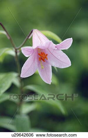 Flower View Large Photo Image Stock Photograph - Flower. Fotosearch