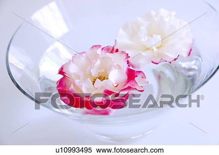 Stock Photography - Flowers in Bowl of Water. Fotosearch
