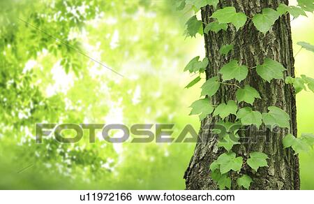 Stock Photograph - Foliage. Fotosearch