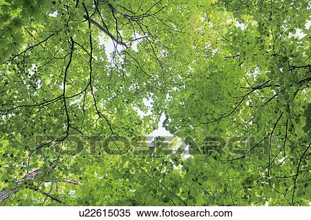 Foliage View Large Photo Image Stock Photography - Foliage. Fotosearch