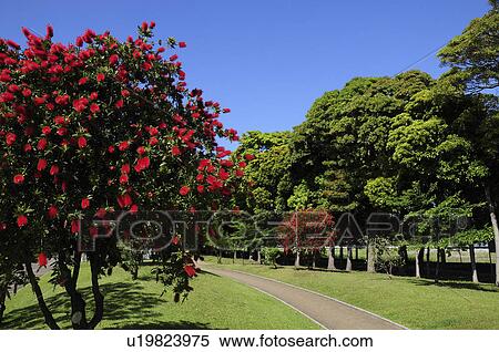 Stock Photography - Footpath and Crimson Bottlebrush, Urayasu City, Chiba Prefecture, Honshu, Japan. Fotosearch
