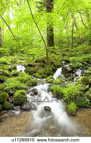 Forest Stream View Large Photo Image Stock Image - Forest Stream. Fotosearch