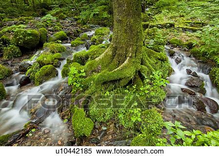 Forest Stream View Large Photo Image Stock Photography - Forest Stream. Fotosearch