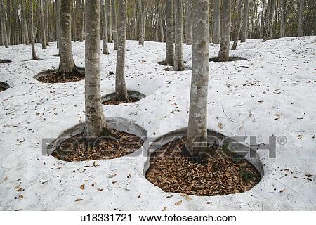 Forest with Snow View Large Photo Image Stock Image - Forest with Snow. Fotosearch