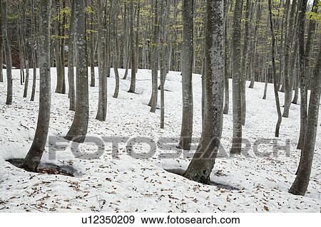 Stock Photo - Forest with Snow. Fotosearch
