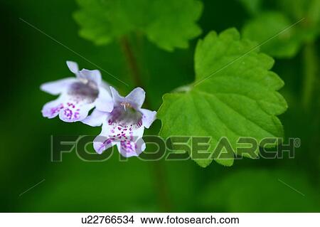 Picture - Glechoma hederacea subsp. grandis, Close-up. Fotosearch