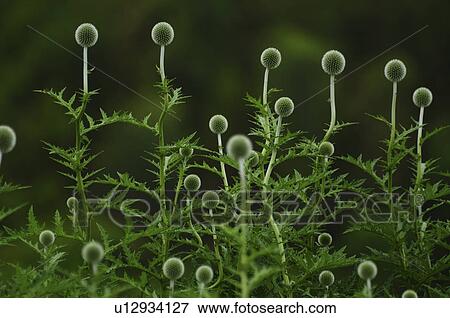 Globe Thistle ( Echinops ritro) View Large Photo Image Stock Photo - Globe Thistle ( Echinops ritro). Fotosearch