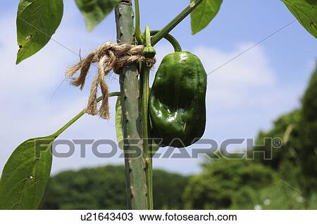 Green bell pepper, Chiba Prefecture, Honshu, Japan View Large Photo Image Stock Image - Green bell pepper, Chiba Prefecture, Honshu, Japan. Fotosearch