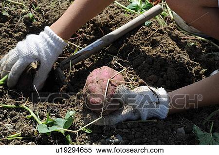 Stock Photography - Hand harvesting sweet potato, Hyogo Prefecture, Japan. Fotosearch