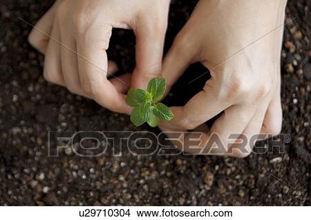 Hand planting a sapling View Large Photo Image Picture - Hand planting a sapling. Fotosearch