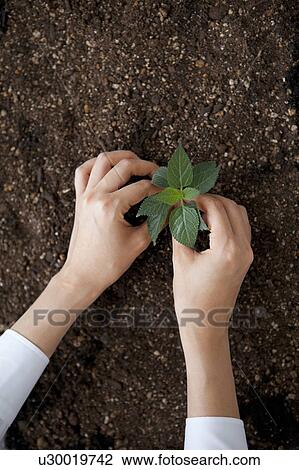 Stock Image - Hand planting a sapling. Fotosearch