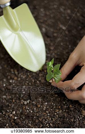 Hand planting a sapling View Large Photo Image Stock Photography - Hand planting a sapling. Fotosearch