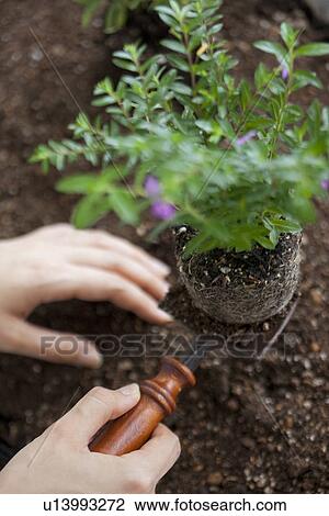 Stock Image - Hand planting flowers. Fotosearch