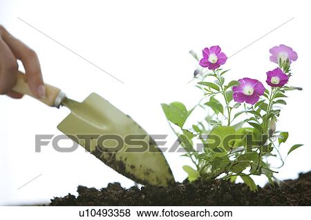 Hand planting flowers View Large Photo Image Stock Photo - Hand planting flowers. Fotosearch