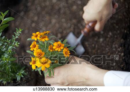 Stock Image - Hand planting marigold. Fotosearch