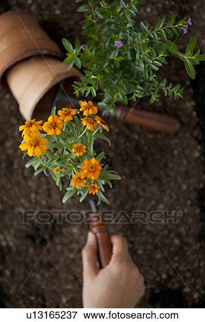Stock Photo - Hand planting marigold. Fotosearch