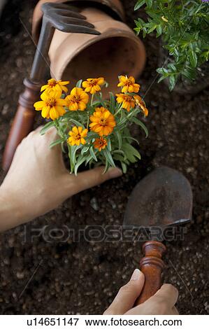 Hand planting marigold View Large Photo Image Stock Photo - Hand planting marigold. Fotosearch