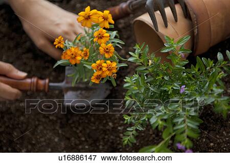 Stock Photo - Hand planting marigold. Fotosearch