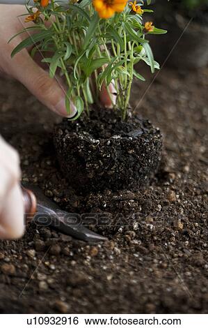 Hand planting marigold View Large Photo Image Stock Photograph - Hand planting marigold. Fotosearch