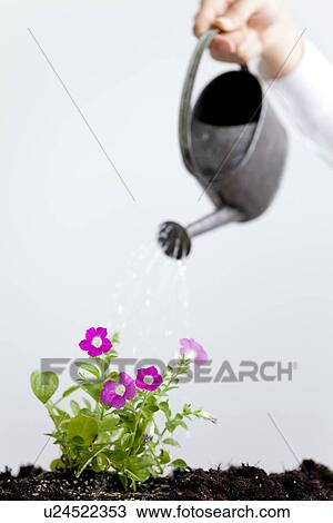 Stock Image - Hand watering flowers. Fotosearch