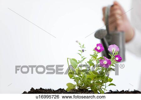 Stock Photograph - Hand watering flowers. Fotosearch