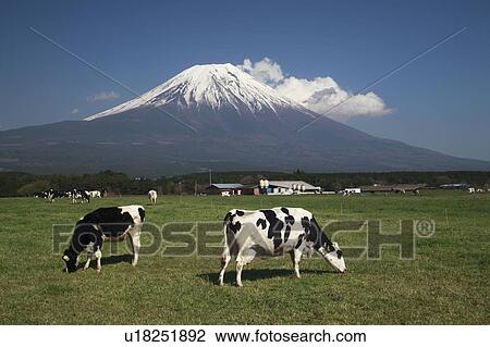 Herd of Cows Grazing, Mount Fuji in Background View Large Photo Image Stock Image - Herd of Cows Grazing, Mount Fuji in Background. Fotosearch