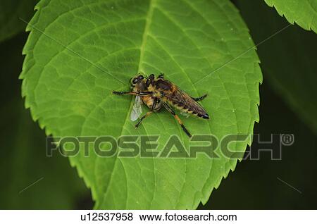 Horsefly catches a bee View Large Photo Image Stock Photo - Horsefly catches a bee. Fotosearch