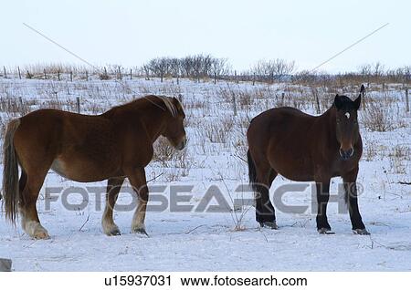 Stock Image - Horses at Cape Kiritappu, Hokkaido Prefecture, Japan. Fotosearch