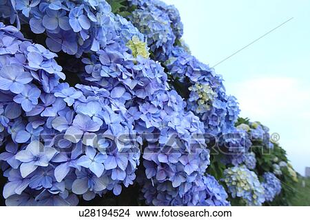 Hydrangea Flowers View Large Photo Image Picture - Hydrangea Flowers. Fotosearch
