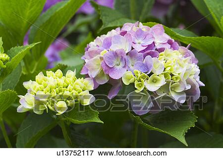 Stock Photo - Hydrangea Flowers. Fotosearch