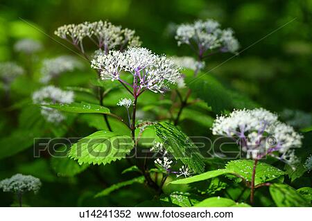 Hydrangea hirta View Large Photo Image Stock Image - Hydrangea hirta . Fotosearch