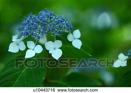 Stock Photograph - Hydrangea macrophylla var. thunbergii. Fotosearch