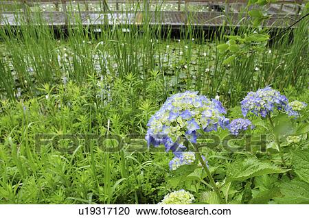 Hydrangea View Large Photo Image Stock Image - Hydrangea. Fotosearch
