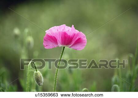 Stock Image - Icelandic Poppy. Fotosearch